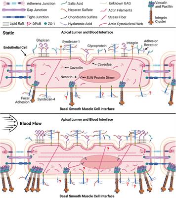Basal endothelial glycocalyx’s response to shear stress: a review of structure, function, and clinical implications